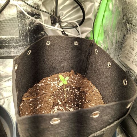 Hazelchens #2 growlog timeline photo