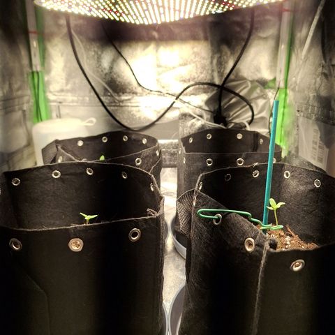 Hazelchens #2 growlog timeline photo