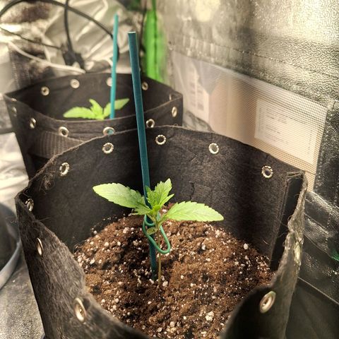 Hazelchens #2 growlog timeline photo