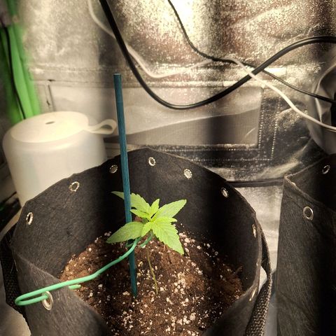 Hazelchens #2 growlog timeline photo