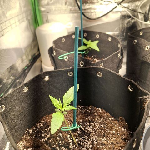 Hazelchens #2 growlog timeline photo