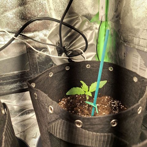 Hazelchens #2 growlog timeline photo