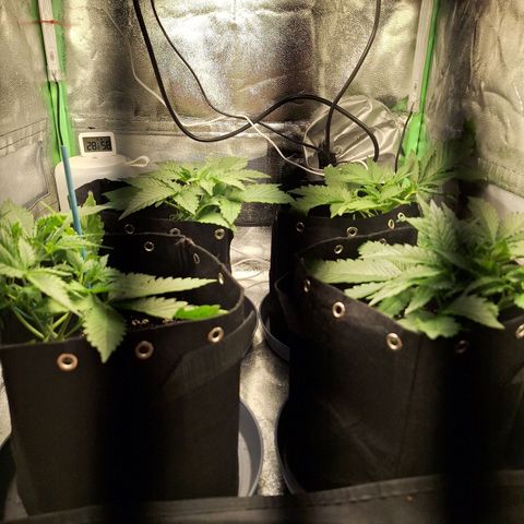 Hazelchens #2 growlog timeline photo