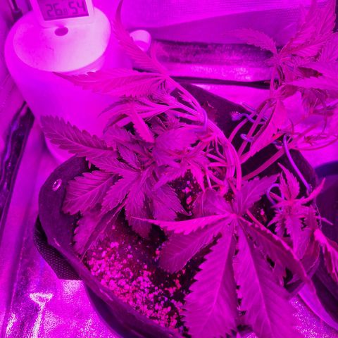Hazelchens #2 growlog timeline photo