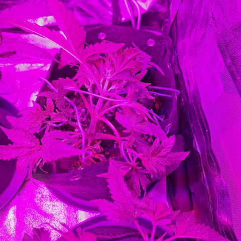 Hazelchens #2 growlog timeline photo