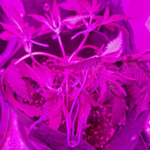 Hazelchens #2 growlog timeline photo