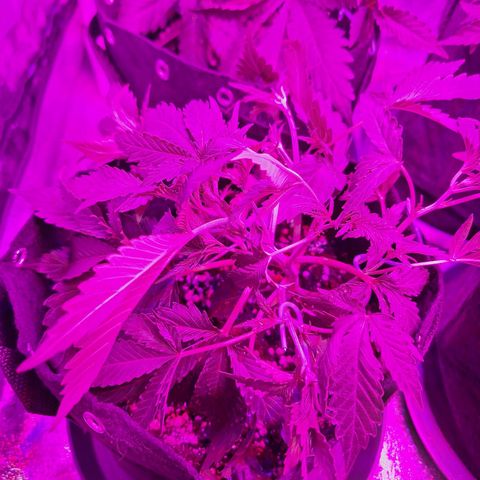Hazelchens #2 growlog timeline photo