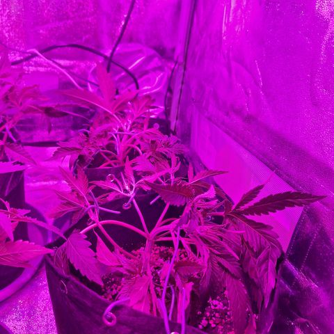 Hazelchens #2 growlog timeline photo