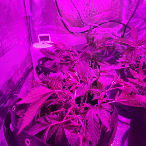 Hazelchens #2 growlog timeline photo
