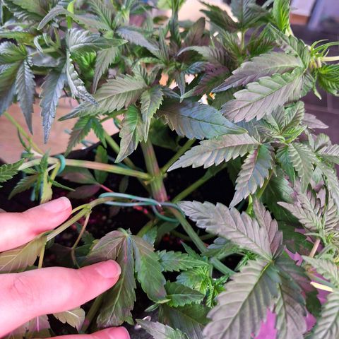 Hazelchens #2 growlog timeline photo