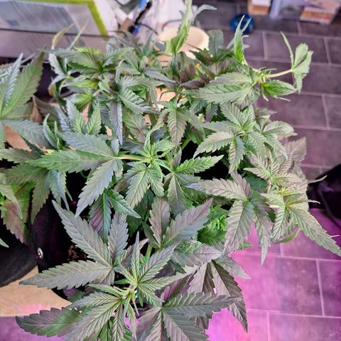 Hazelchens #2 growlog timeline photo