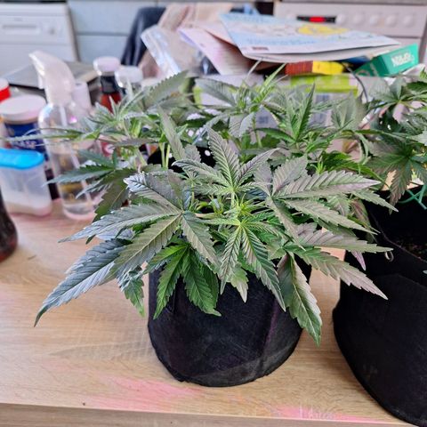 Hazelchens #2 growlog timeline photo