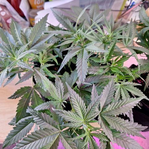 Hazelchens #2 growlog timeline photo