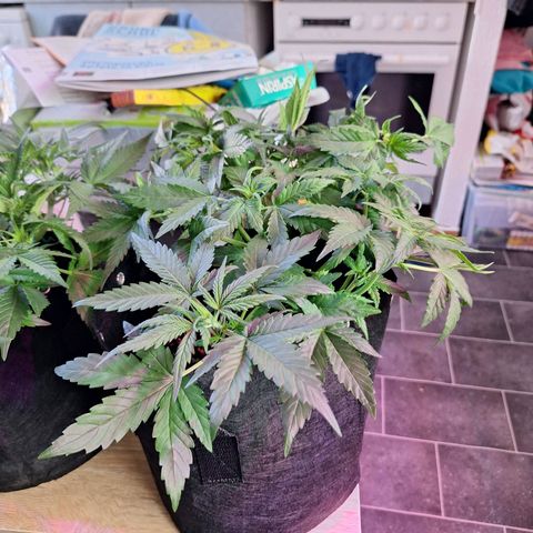 Hazelchens #2 growlog timeline photo