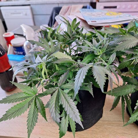 Hazelchens #2 growlog timeline photo