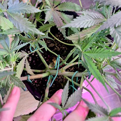 Hazelchens #2 growlog timeline photo