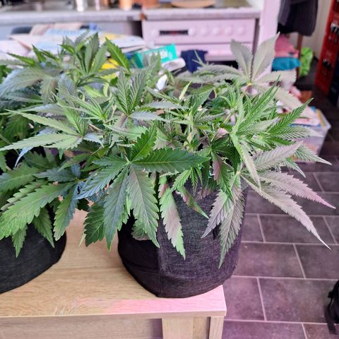 Hazelchens #2 growlog timeline photo