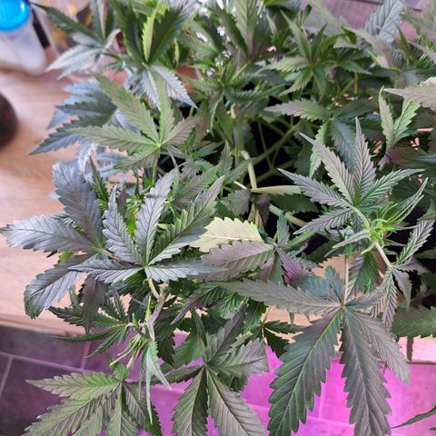 Hazelchens #2 growlog timeline photo