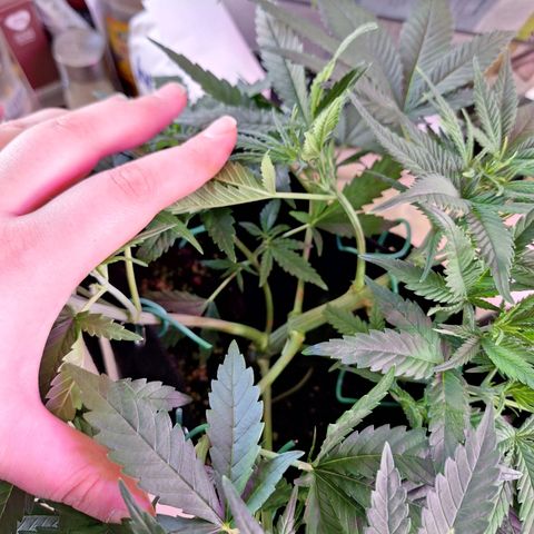 Hazelchens #2 growlog timeline photo