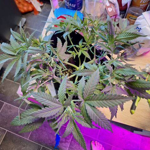 Hazelchens #2 growlog timeline photo
