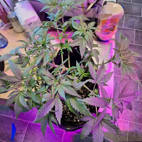 Hazelchens #2 growlog timeline photo