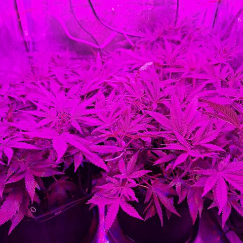 Hazelchens #2 growlog timeline photo