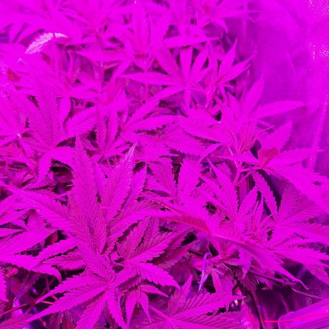 Hazelchens #2 growlog timeline photo