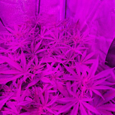 Hazelchens #2 growlog timeline photo