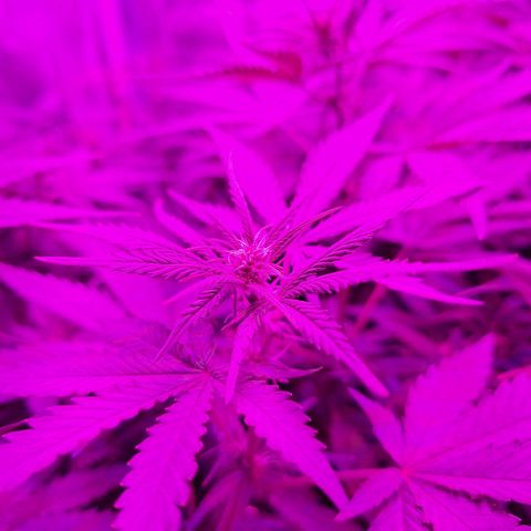 Hazelchens #2 growlog timeline photo