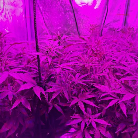 Hazelchens #2 growlog timeline photo