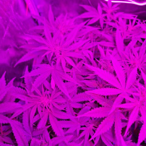 Hazelchens #2 growlog timeline photo