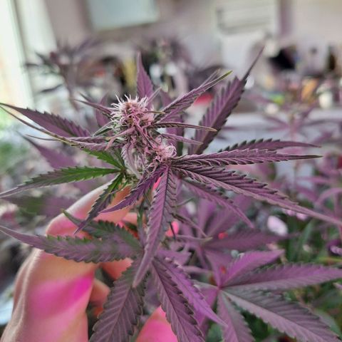 Hazelchens #2 growlog timeline photo