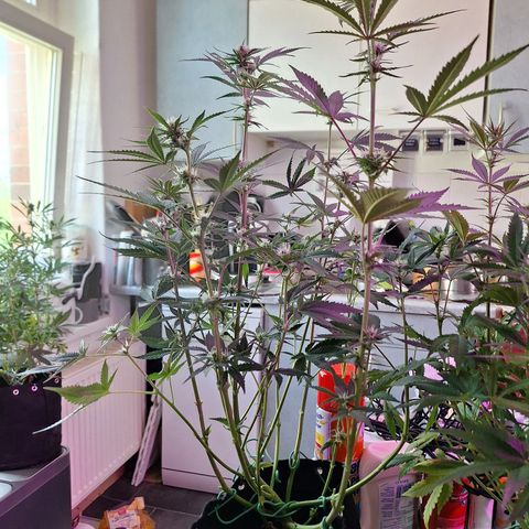 Hazelchens #2 growlog timeline photo
