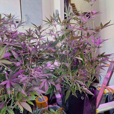Hazelchens #2 growlog timeline photo