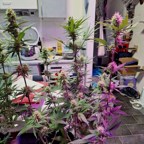 Hazelchens #2 growlog timeline photo