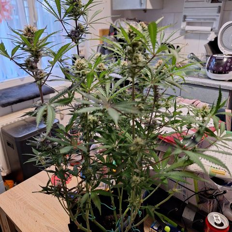 Hazelchens #2 growlog timeline photo