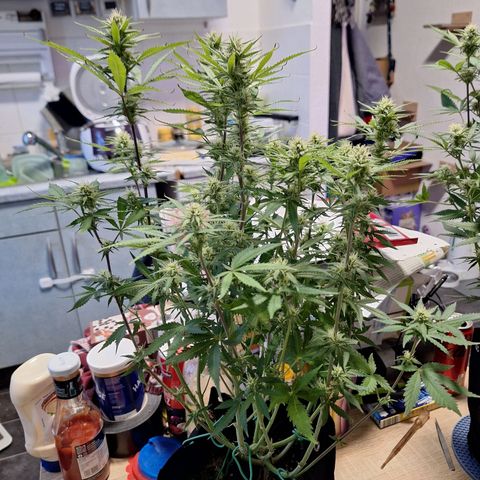Hazelchens #2 growlog timeline photo