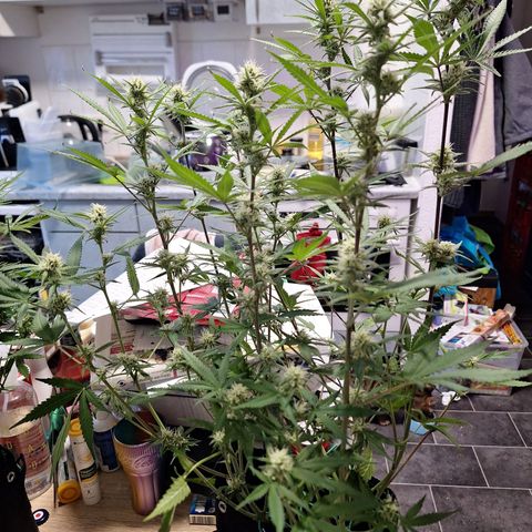 Hazelchens #2 growlog timeline photo