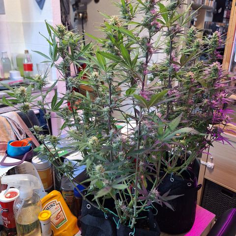 Hazelchens #2 growlog timeline photo