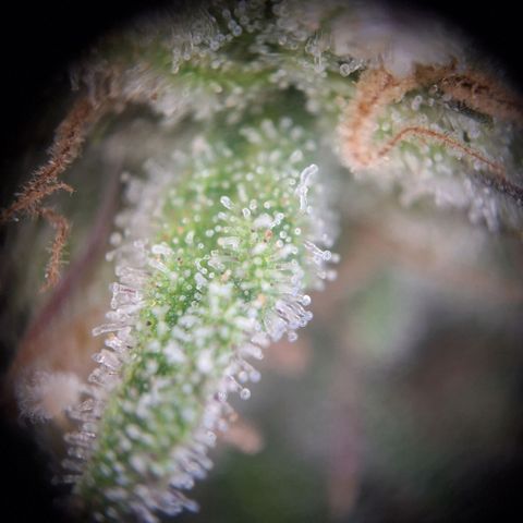 Hazelchens #2 growlog timeline photo