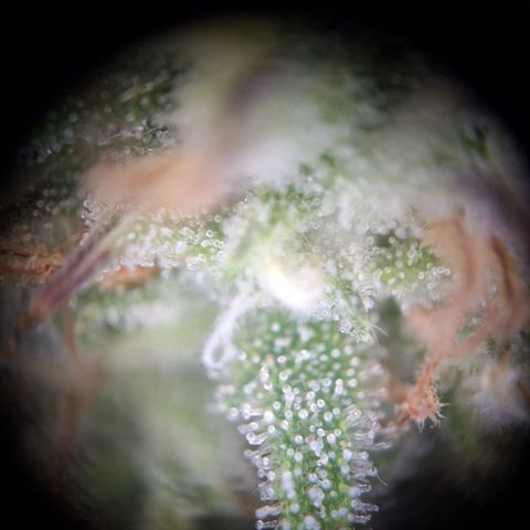 Hazelchens #2 growlog timeline photo