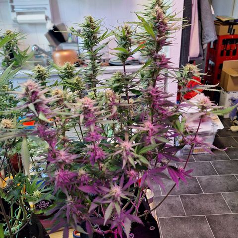 Hazelchens #2 growlog timeline photo