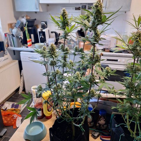 Hazelchens #2 growlog timeline photo
