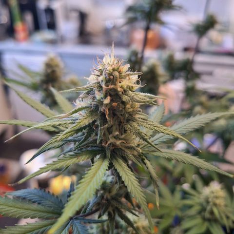 Hazelchens #2 growlog timeline photo