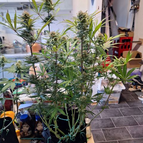 Hazelchens #2 growlog timeline photo