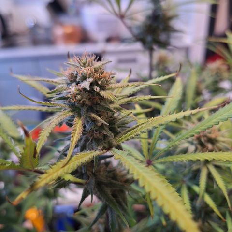 Hazelchens #2 growlog timeline photo