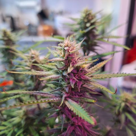 Hazelchens #2 growlog timeline photo
