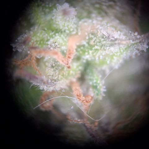 Hazelchens #2 growlog photo: Ernte 1. Pflanze