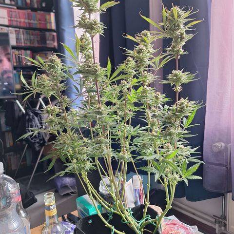 Hazelchens #2 growlog photo: Ernte 1. Pflanze