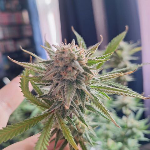 Hazelchens #2 growlog photo: Ernte 1. Pflanze